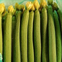 精品丝瓜