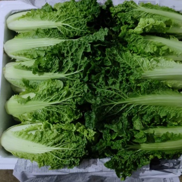 毛白菜