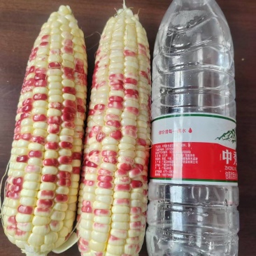 鲜玉米，花玉米，甜糯玉米，