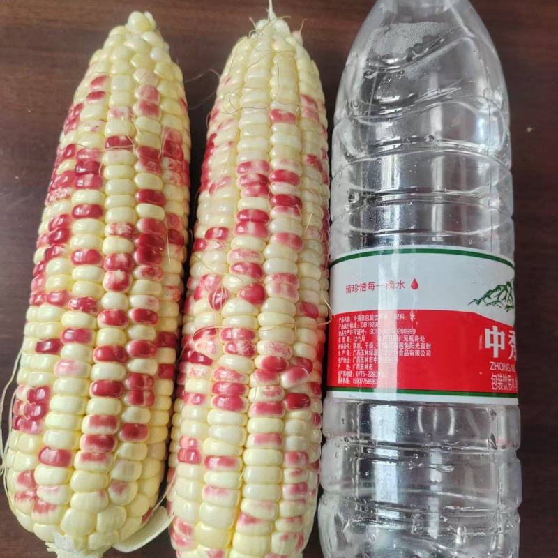 鲜玉米，花玉米，甜糯玉米，