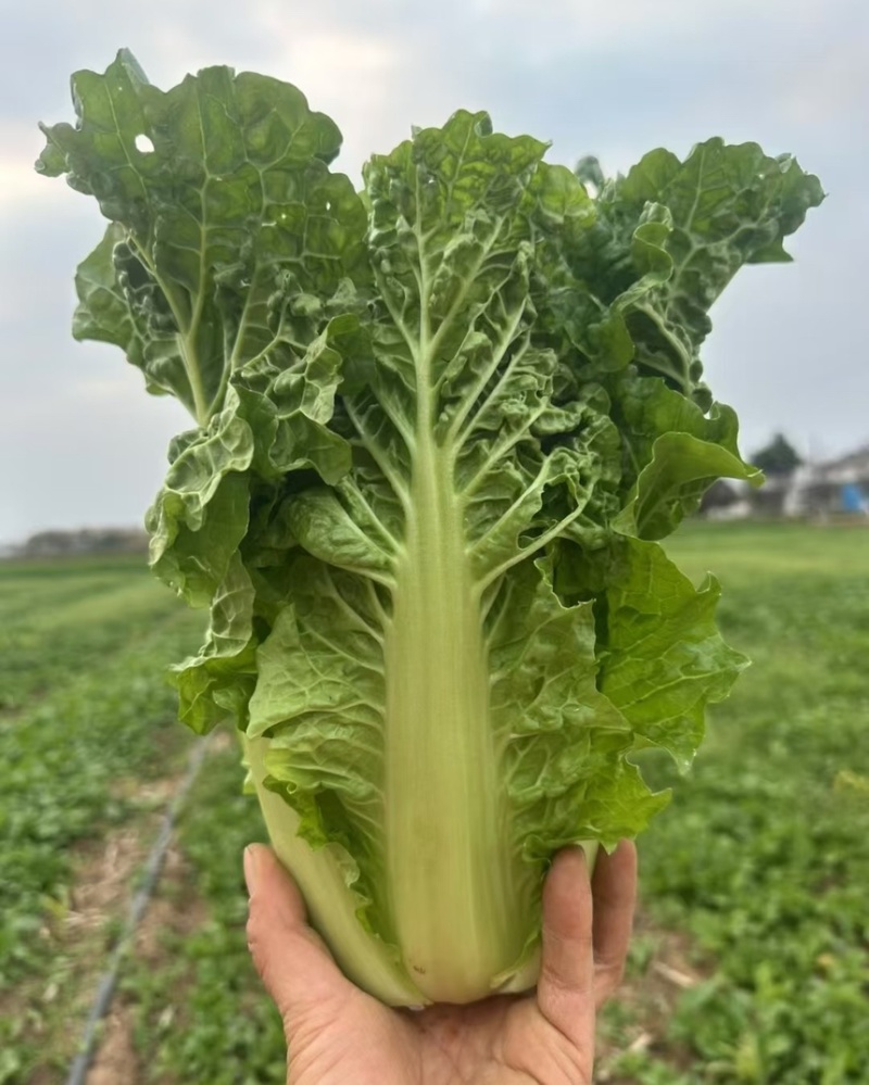 毛白菜