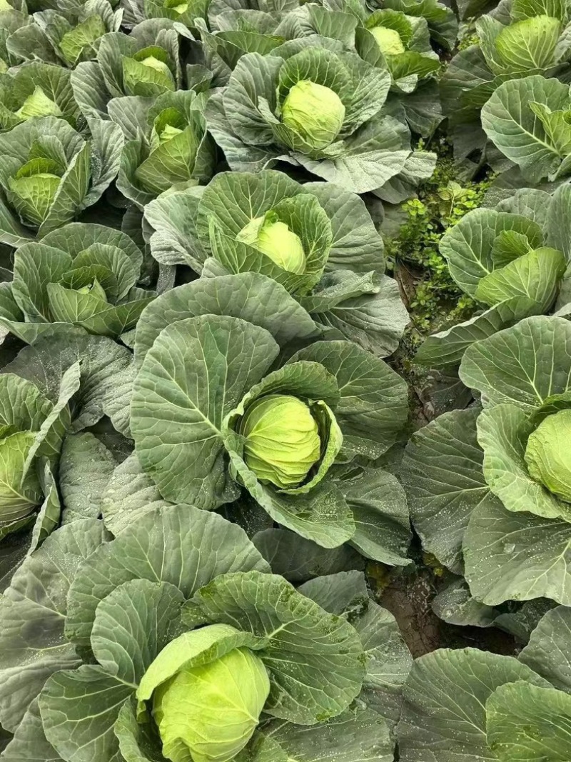 湖北精品奥奇娜扁包菜，产地一直发，保质保量。