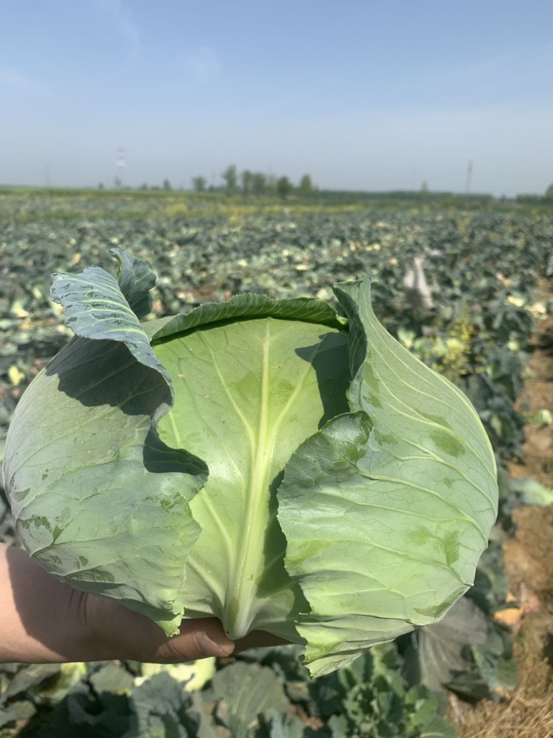 湖北精品奥奇娜扁包菜，产地一直发，保质保量。