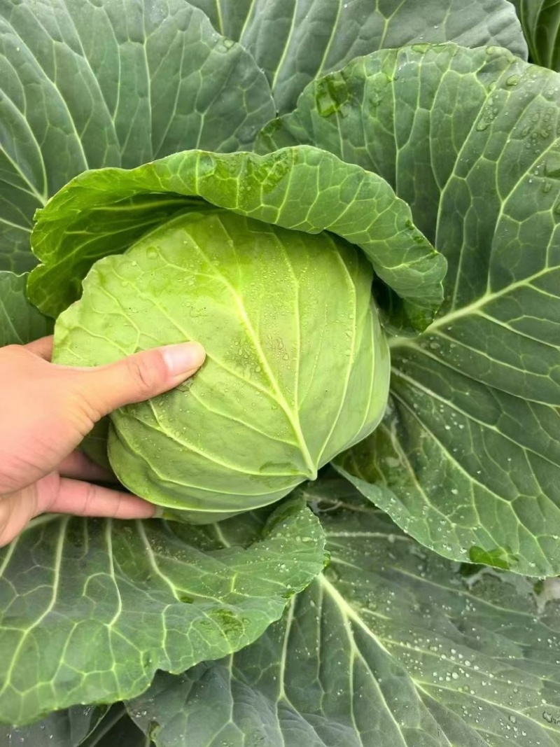 湖北精品奥奇娜扁包菜，产地一直发，保质保量。