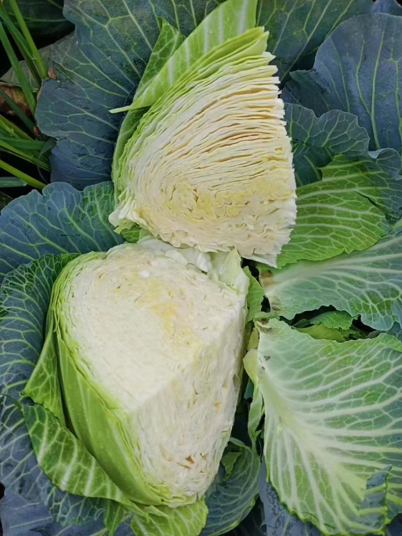 湖北精品奥奇娜扁包菜，产地一直发，保质保量。