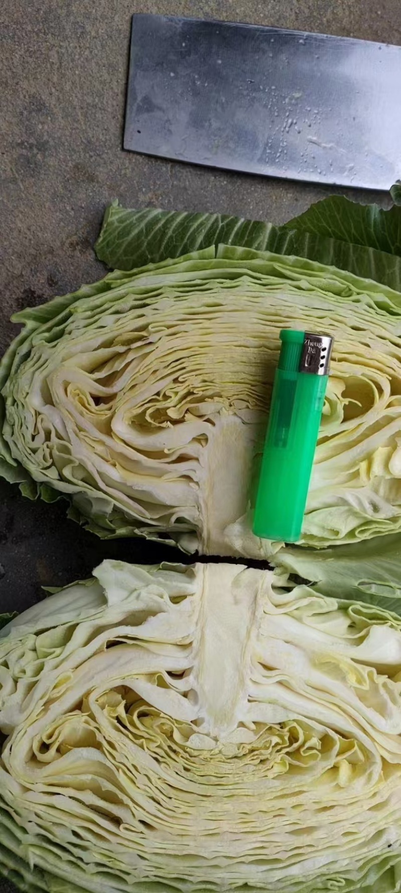 湖北精品奥奇娜扁包菜，产地一直发，保质保量。