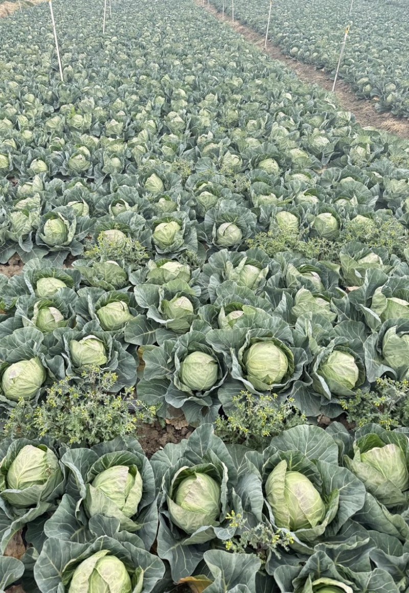 【牛】甘蓝大量供应基地自种量大从优欢迎考察选购