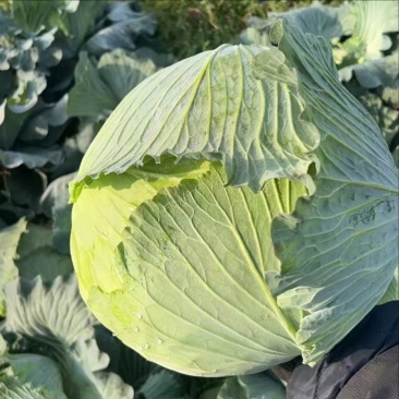 湖北精品奥奇娜扁包菜，产地一直发，保质保量。