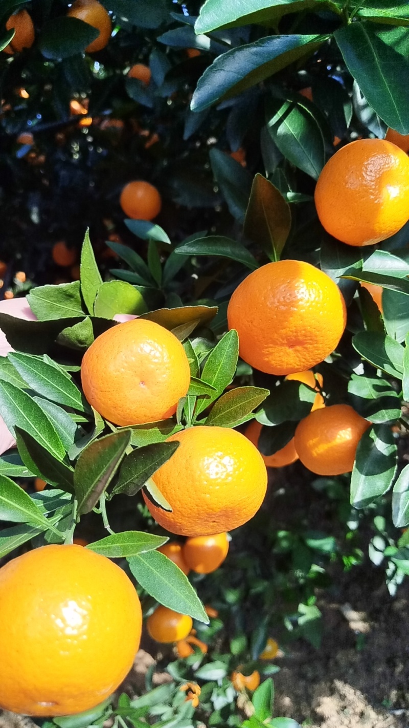 新余蜜橘(本地早现摘现发一手货源诚信经营欢迎来电洽谈