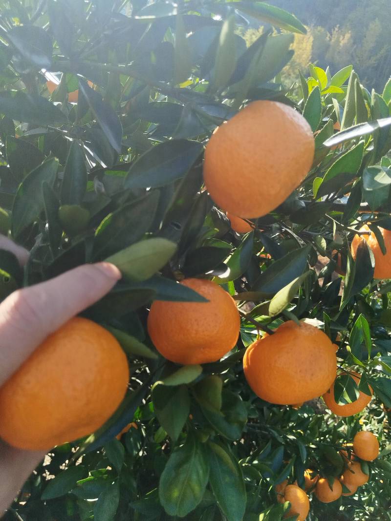 新余蜜橘(本地早现摘现发一手货源诚信经营欢迎来电洽谈