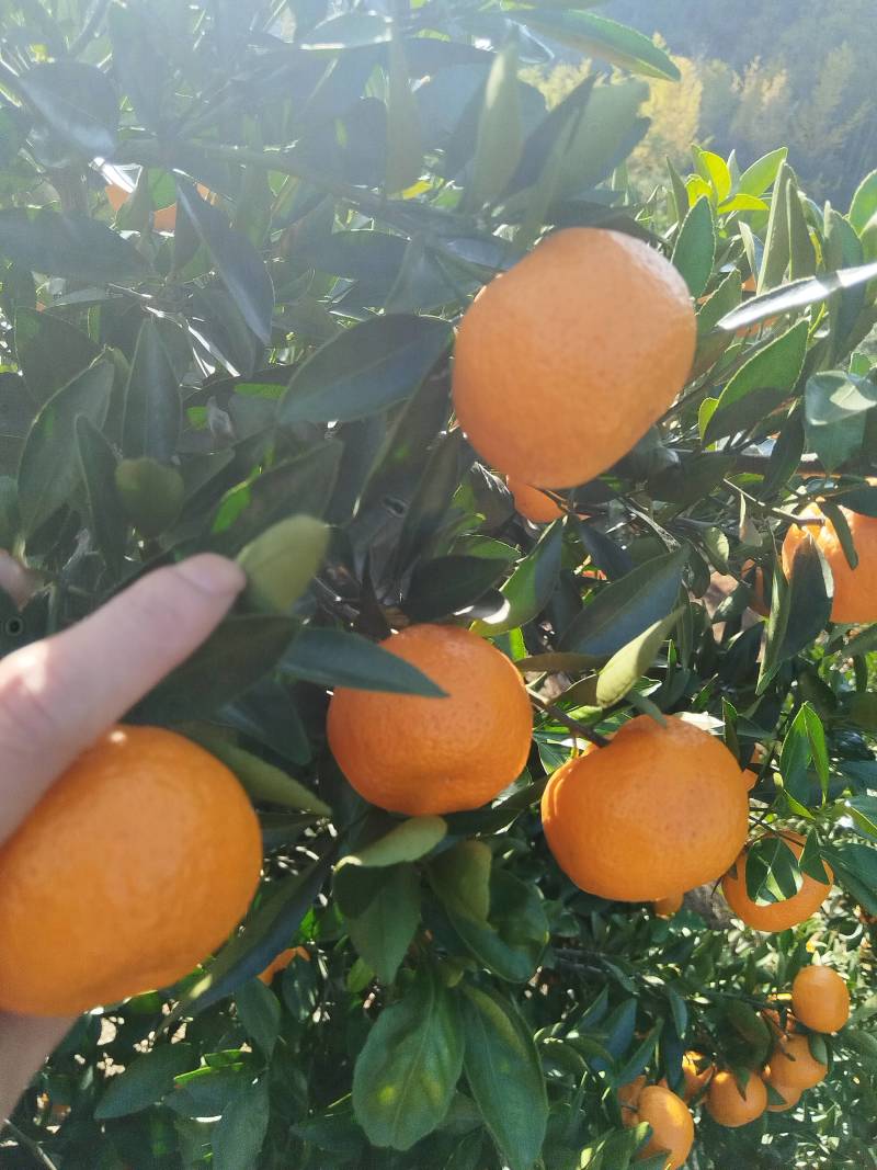 新余蜜橘(本地早现摘现发一手货源诚信经营欢迎来电洽谈