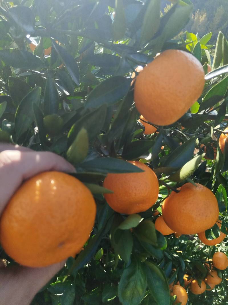 新余蜜橘(本地早现摘现发一手货源诚信经营欢迎来电洽谈