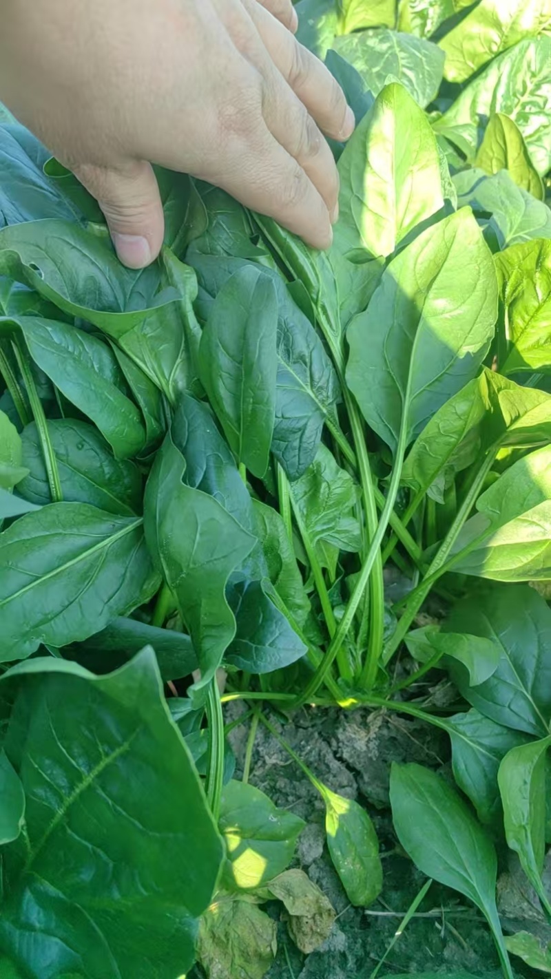 菠菜