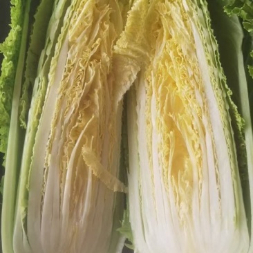 湖北黄心龙芽菜基地直发量大从优价格美丽