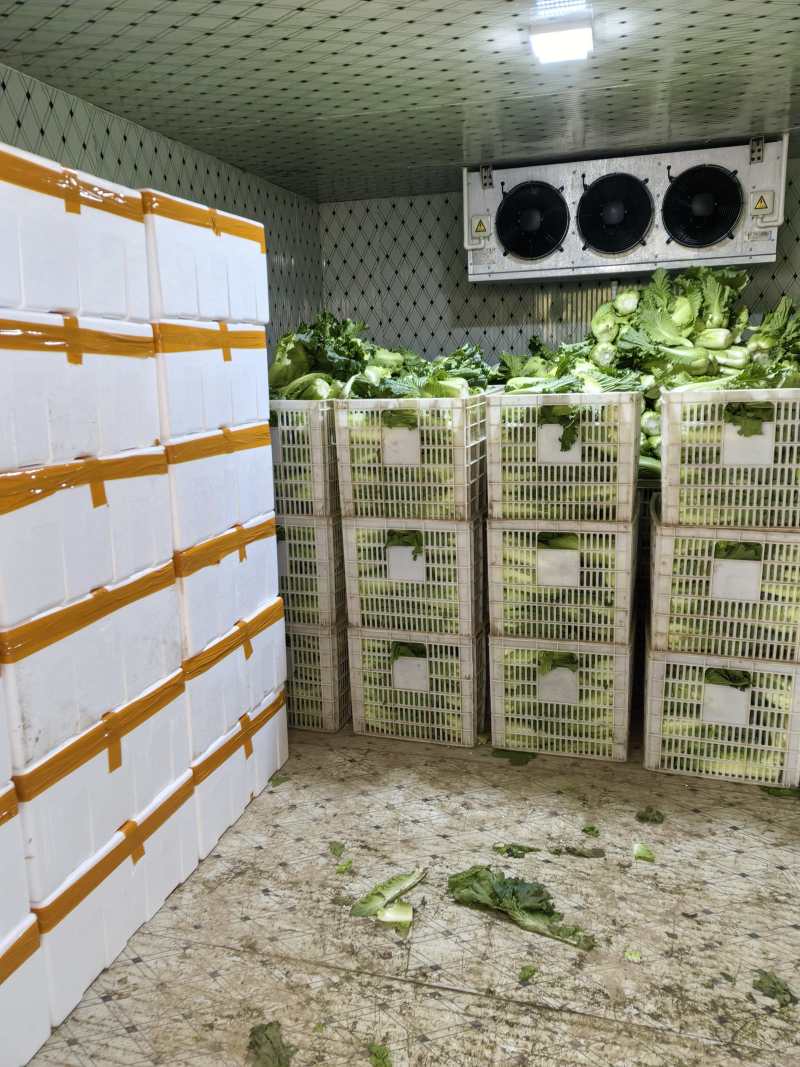 湖北黄心龙芽菜基地直发量大从优价格美丽