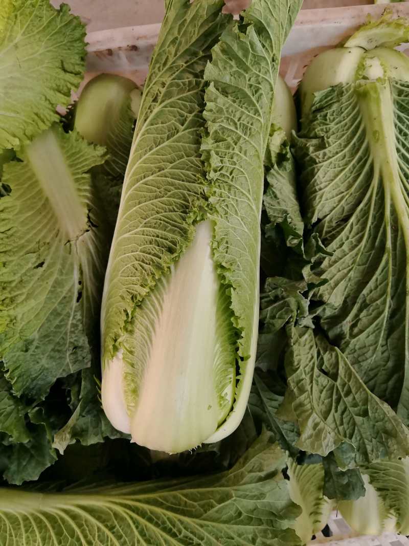 湖北黄心龙芽菜基地直发量大从优价格美丽