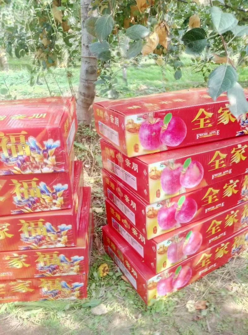 山西临猗红富士苹果