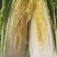 湖北黄心龙芽菜基地直发量大从优价格美丽