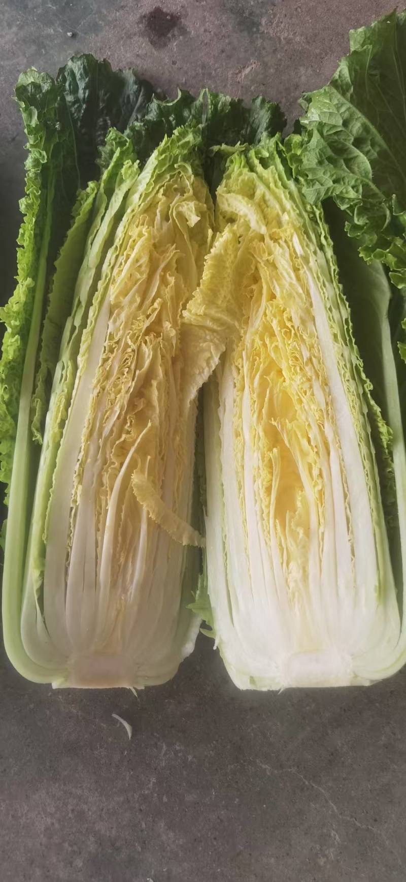 湖北黄心龙芽菜基地直发量大从优价格美丽