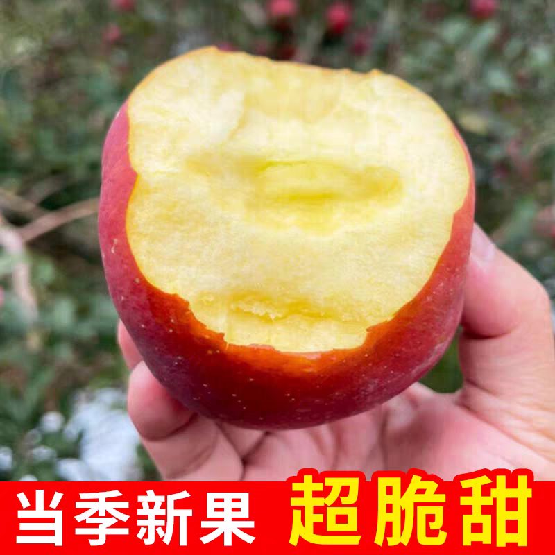 贵州红富士苹果现货现发货源充足规格齐全欢迎下单