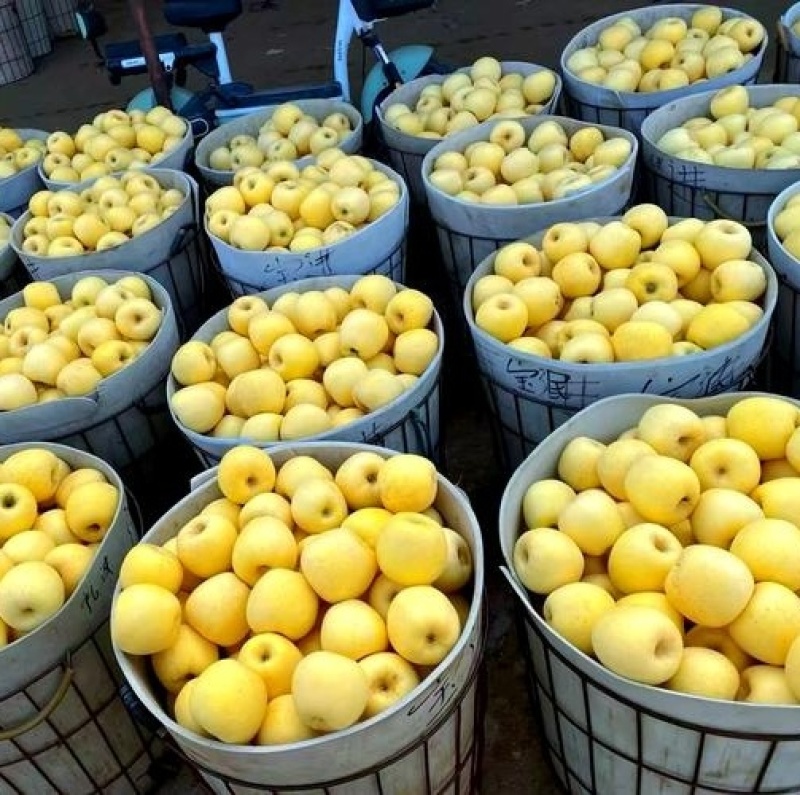 《奶油富士苹果》烟台苹果/现货随装/提供住宿工人包装