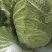 湖北黄心大白菜