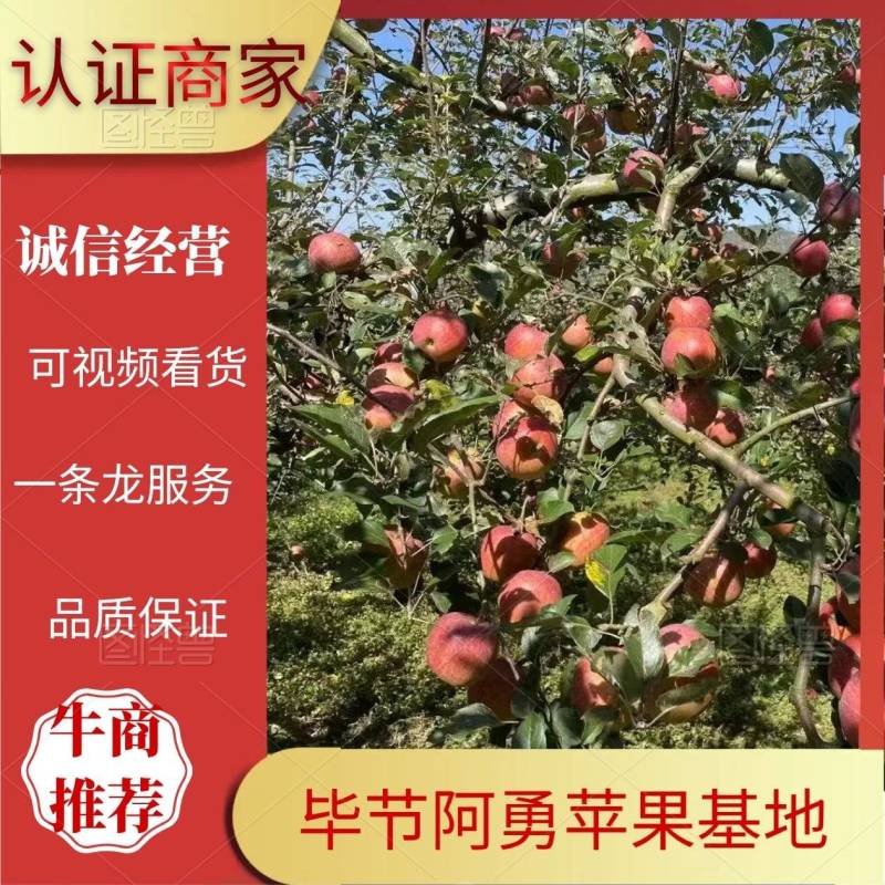 贵州苹果红富士苹果产地直发货源充足可视频看货