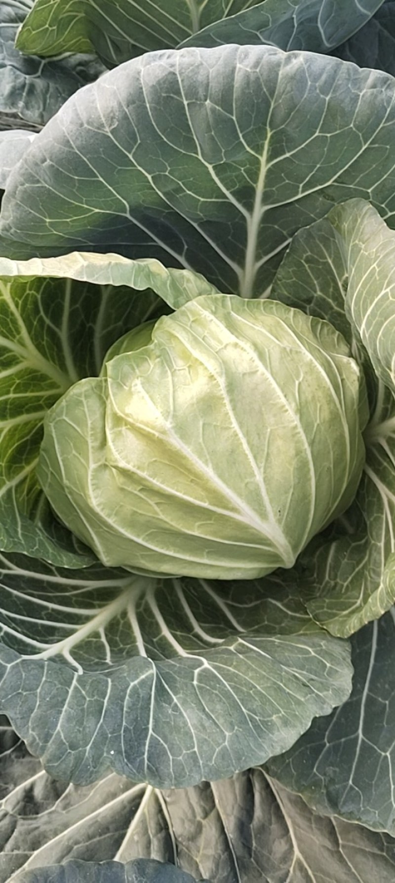 湖北甘蓝物美价廉诚信经营支持视频看货
