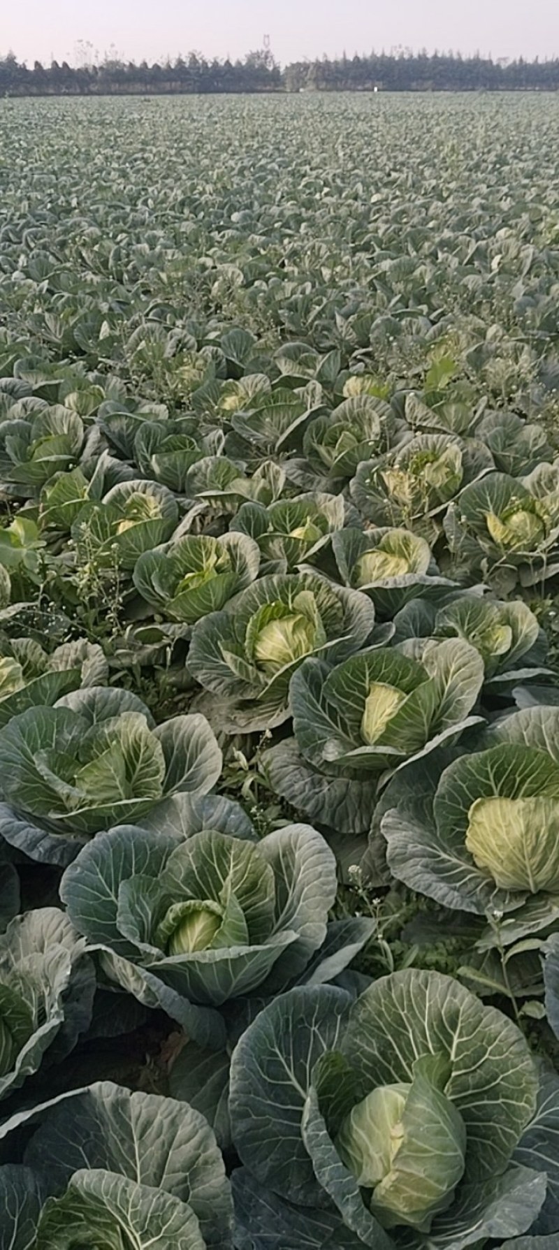 湖北甘蓝物美价廉诚信经营支持视频看货