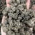 猫爪草一手货源产地直发中药我们只做正品你的信任是我的动力
