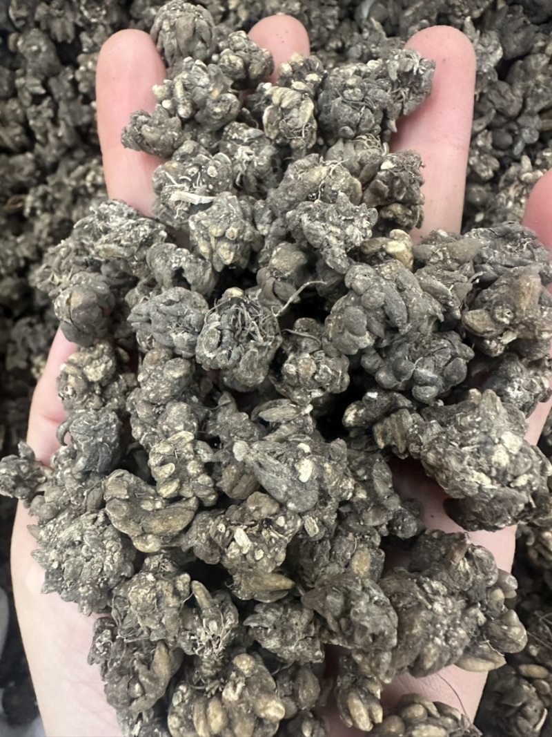 猫爪草一手货源产地直发中药我们只做正品你的信任是我的动力