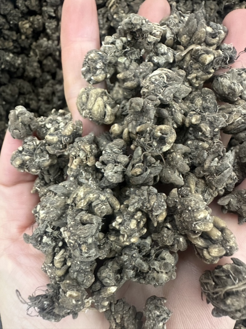 猫爪草一手货源产地直发中药我们只做正品你的信任是我的动力