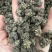 猫爪草一手货源产地直发中药我们只做正品你的信任是我的动力
