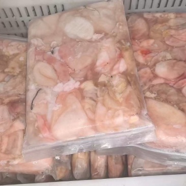 鲢鱼泡