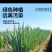 山东大葱，安丘大葱，电商一件代发