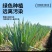 山东大葱，安丘大葱，电商一件代发