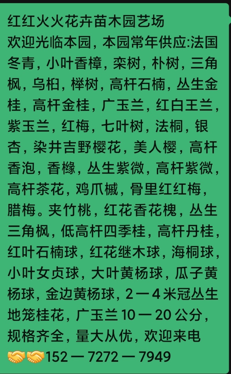 小叶香樟树，10一20公分，黑土田苗，大量出售
