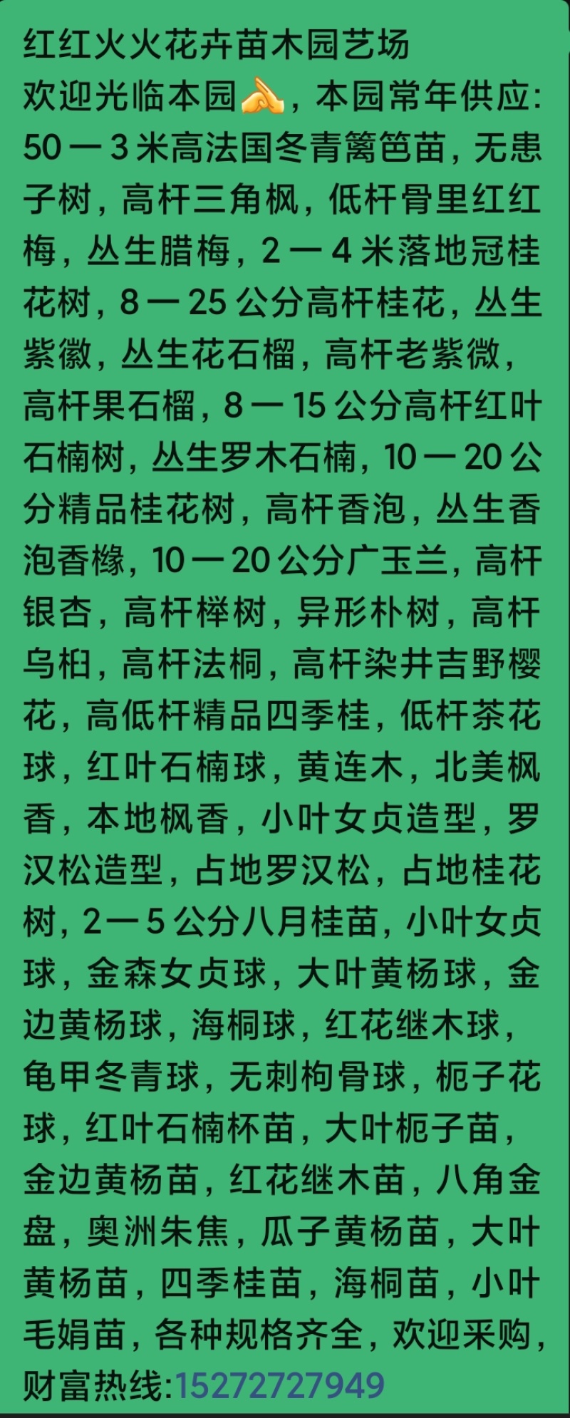 小叶香樟树，10一20公分，黑土田苗，大量出售
