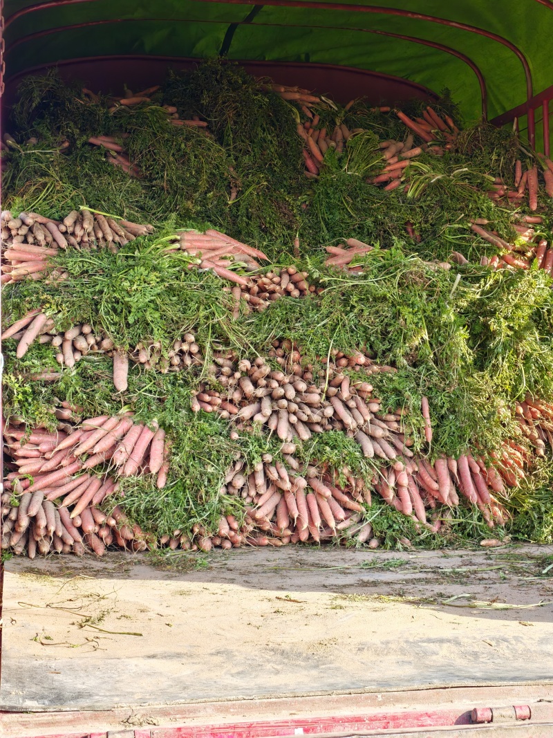 陕西渭南大荔水果红萝卜
