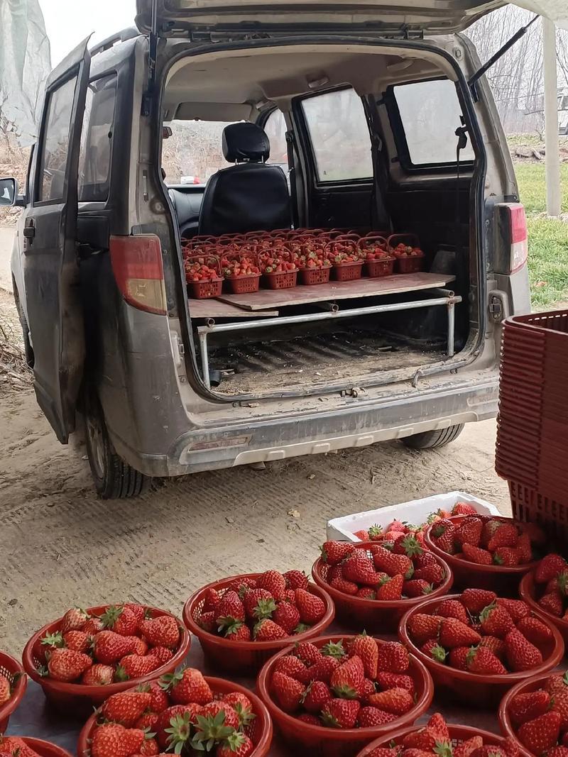 山西绛县草莓批量上市，欢迎来电咨询