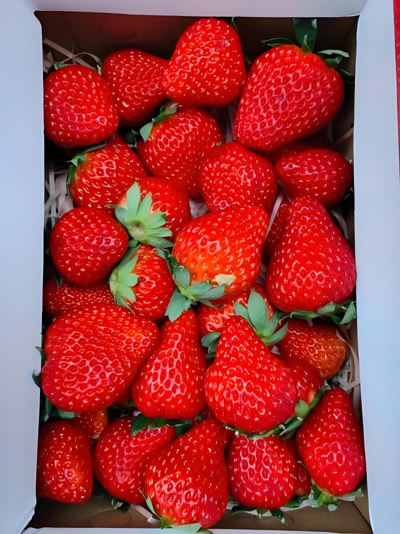 山西绛县草莓批量上市，欢迎来电咨询