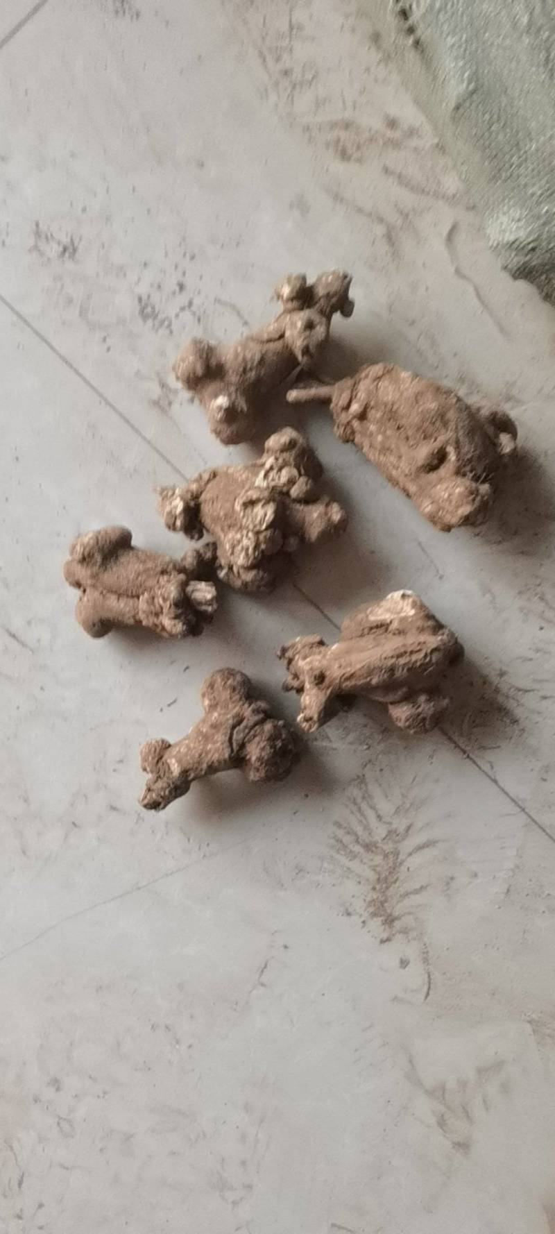 二年炒白术干货，体型好，个头大