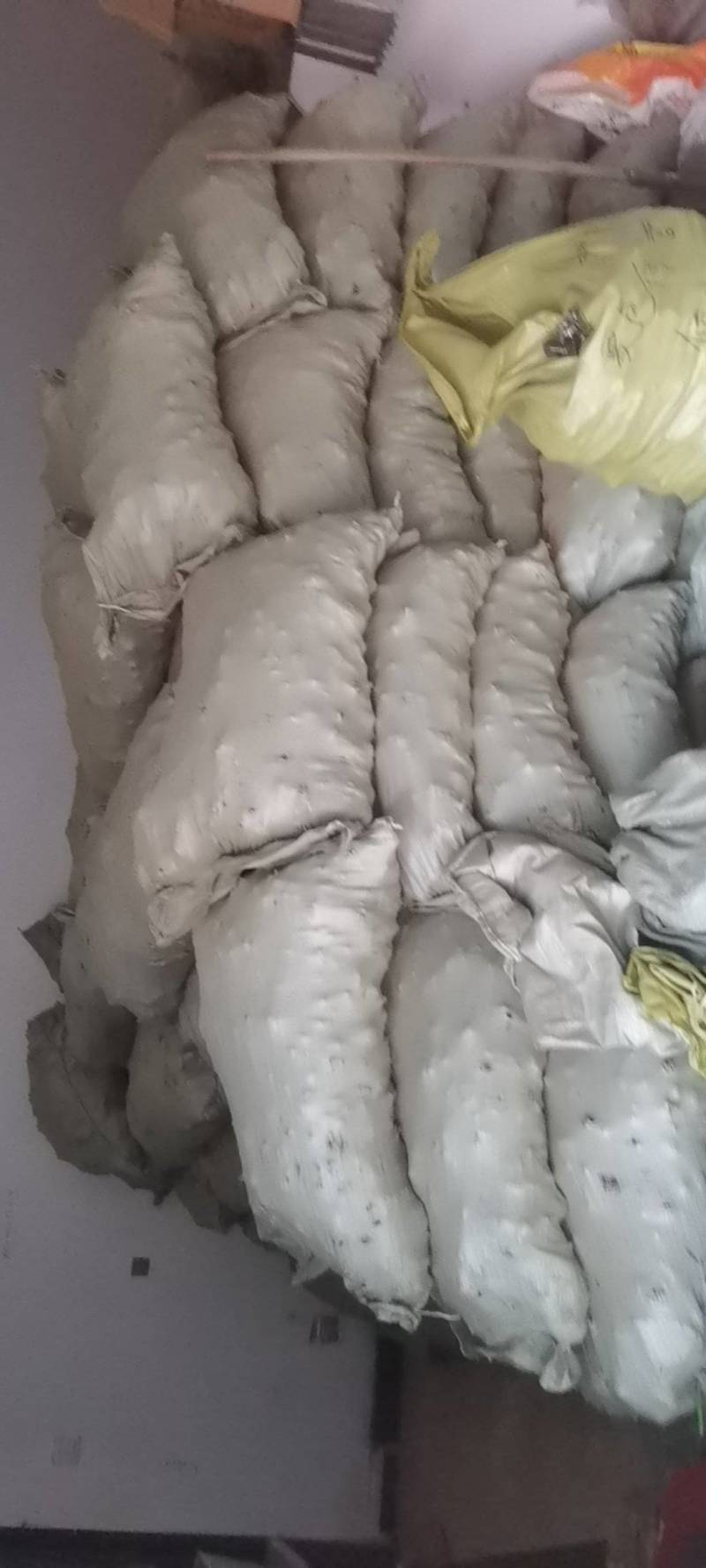二年炒白术干货，体型好，个头大