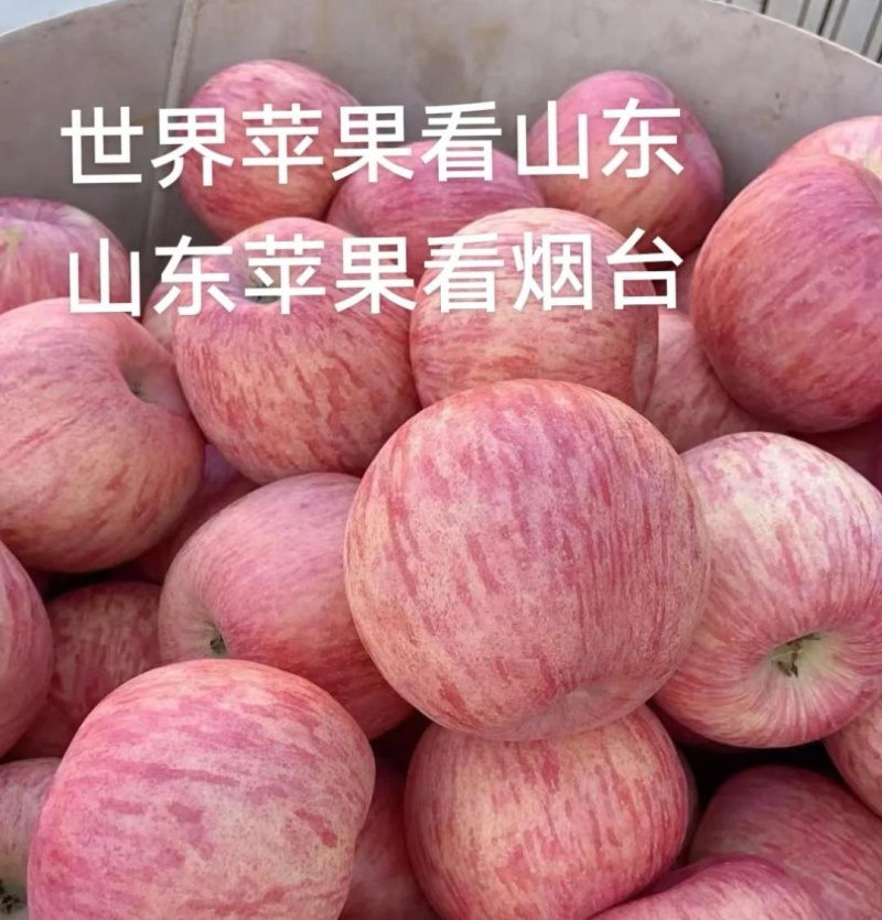 《常年供应》烟台红富士苹果/规格齐全/片红条纹/现货供