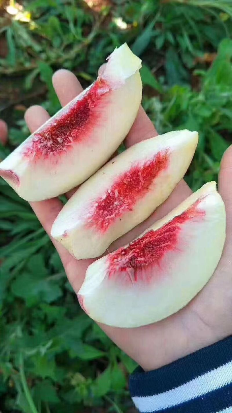 一件代发货脆甜爽口云南大理冬桃在渐凉的时节才成熟多汁