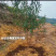 蜂糖李子苗种植基地