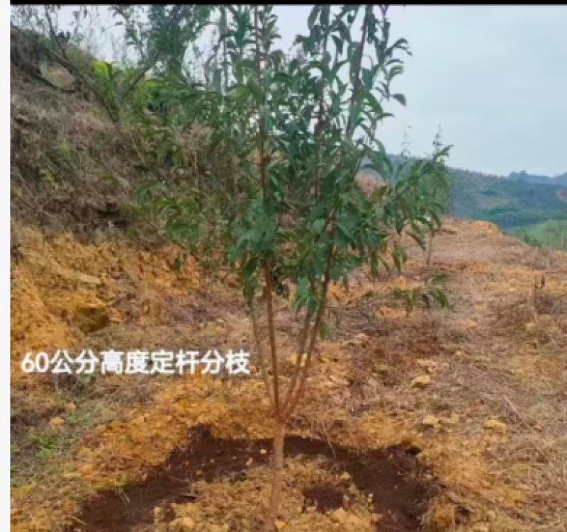 蜂糖李子苗种植基地