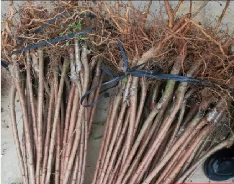 蜂糖李子苗种植基地