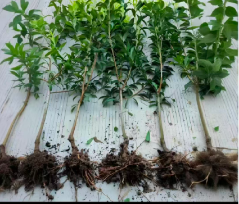 蜂糖李子苗种植基地