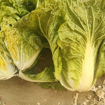 高标白菜